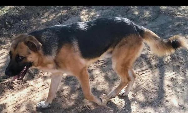 frutto di un abbandono questi dolcissimi cuccioloni cercano casa. | Foto 0