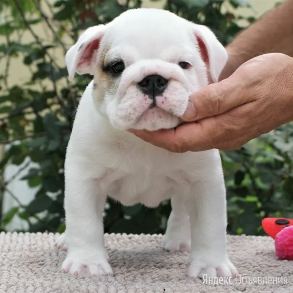 ?????/regalo di razza pura regalo bulldog inglese regalo cucciolo