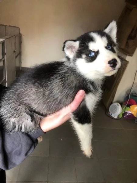 siberian husky occhi color ghiaccio stupendi