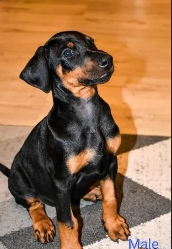 adozione di dobermann cuccioli