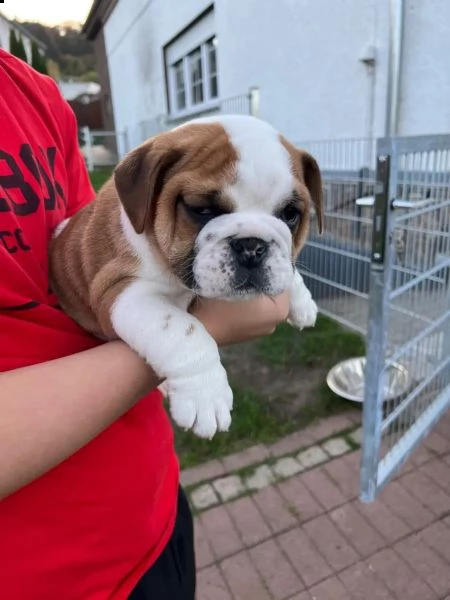 bellissimi cuccioli bulldog inglese, | Foto 6