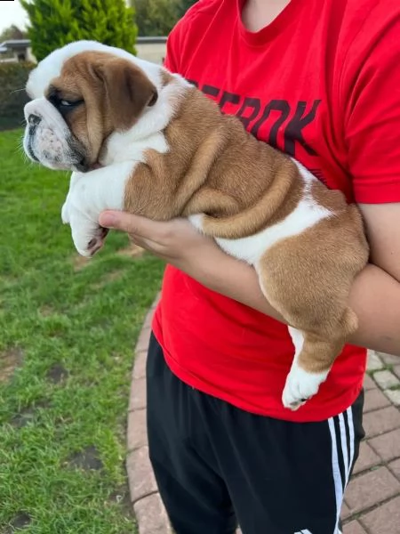 bellissimi cuccioli bulldog inglese,