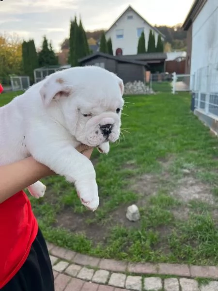 bellissimi cuccioli bulldog inglese, | Foto 4