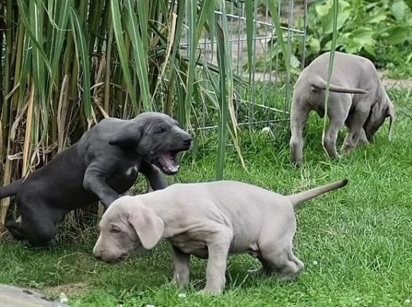 disponibili bellissimi cuccioli di weimaraner | Foto 3