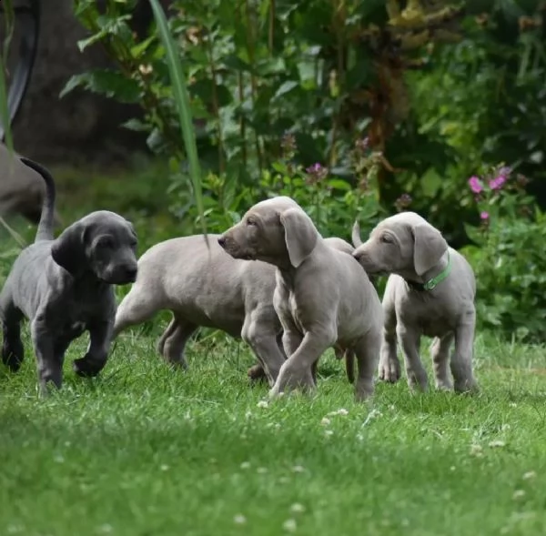 disponibili bellissimi cuccioli di weimaraner | Foto 2