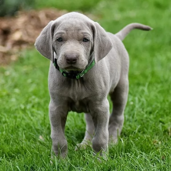 disponibili bellissimi cuccioli di weimaraner | Foto 1