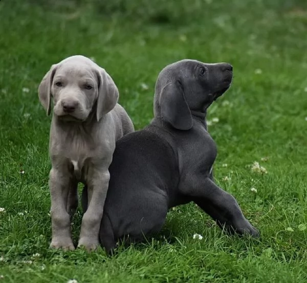 disponibili bellissimi cuccioli di weimaraner | Foto 0