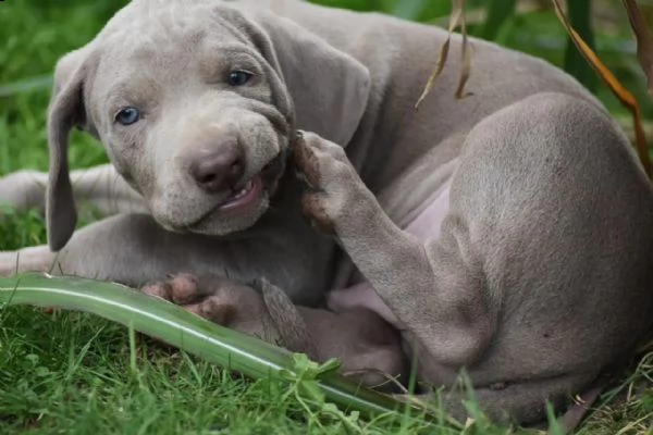 disponibili bellissimi cuccioli di weimaraner