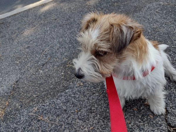 Cuccioli di Jack Russell 