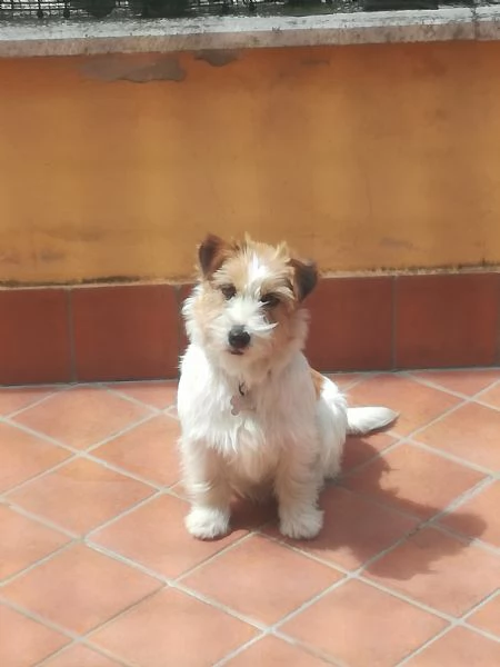 Cuccioli di Jack Russell  | Foto 6