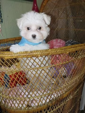 regalo : adorabili cuccioli di maltese toy