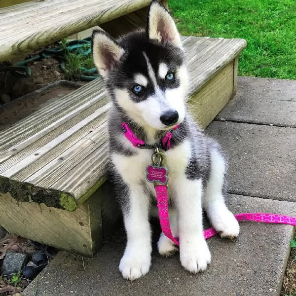 cuccioli di siberian husky