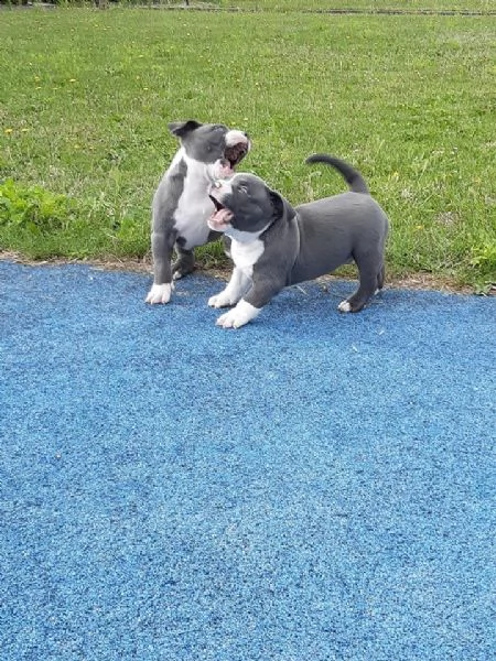 cuccioli pitbull ukc rednose | Foto 0