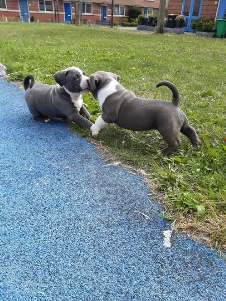 cuccioli pitbull ukc rednose