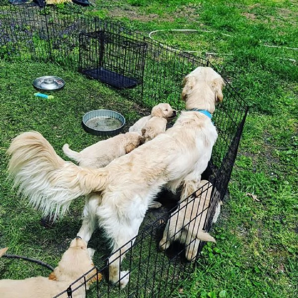 cuccioli golden retriever 