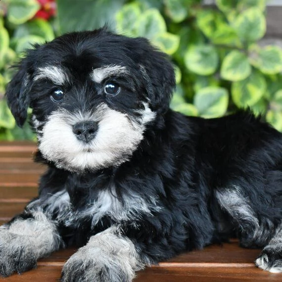 regalo cuccioli di miniature schnauzer