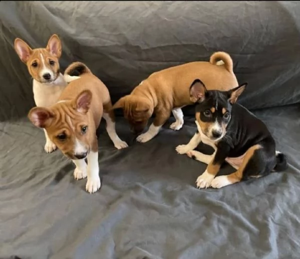 regalo basenji cuccioli disponibili