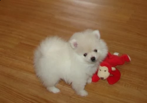 regalo pomeranian !!!!