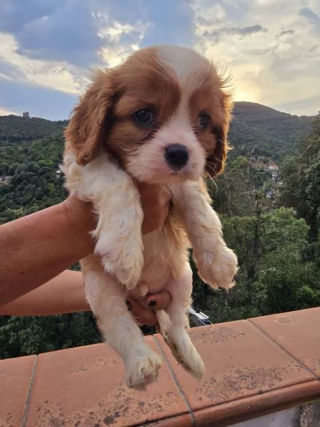 Disponibili cuccioli di Cavalier King  | Foto 6