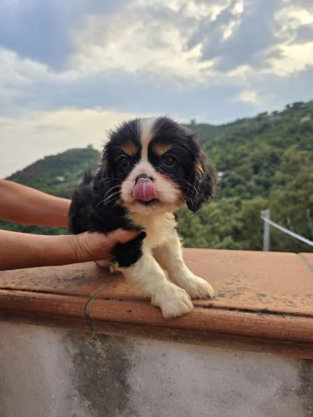 Disponibili cuccioli di Cavalier King 