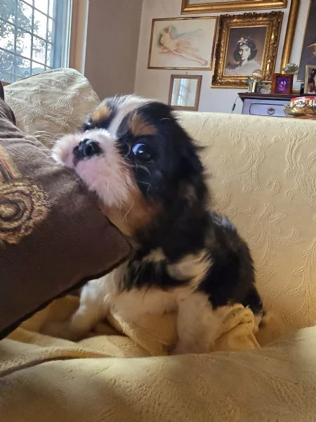 Disponibili cuccioli di Cavalier King  | Foto 5