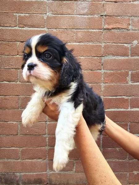 Disponibili cuccioli di Cavalier King  | Foto 3