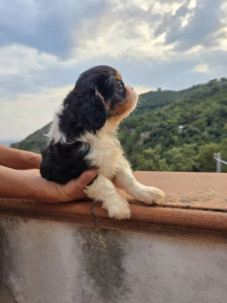 Disponibili cuccioli di Cavalier King  | Foto 2