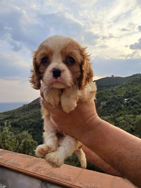 Disponibili cuccioli di Cavalier King  | Foto 1