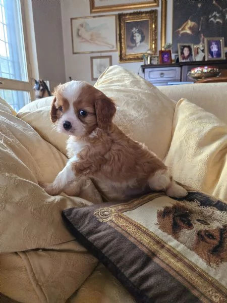 Disponibili cuccioli di Cavalier King  | Foto 0