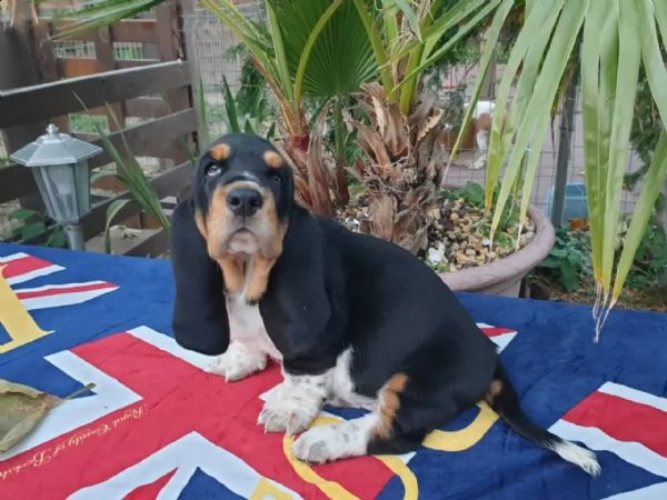 meravigliosi cuccioli di bassethound maschio e femmina | Foto 4