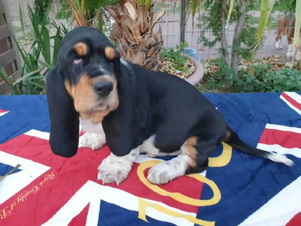 meravigliosi cuccioli di bassethound maschio e femmina | Foto 3