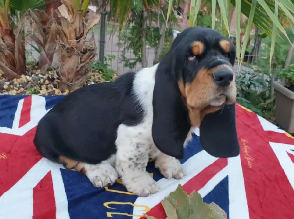 meravigliosi cuccioli di bassethound maschio e femmina