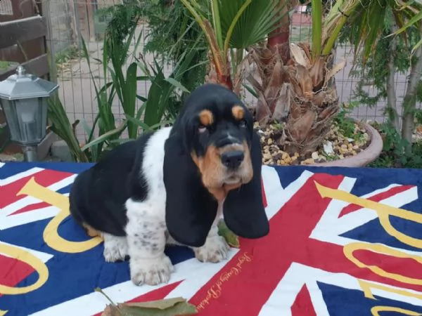 meravigliosi cuccioli di bassethound maschio e femmina | Foto 0