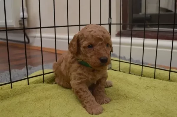 cuccioli di barboncino