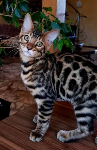 bengal kittens | Foto 3