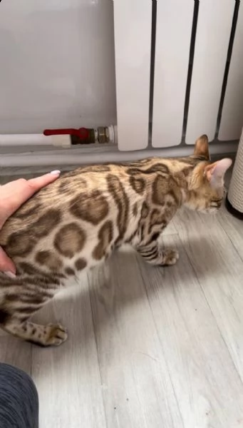 bengal kittens | Foto 1