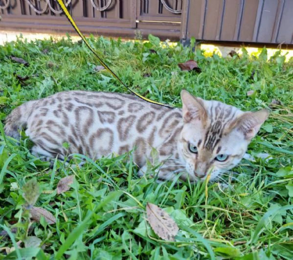 bengal kittens | Foto 0