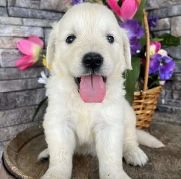 regalo cuccioli di golden retriver .