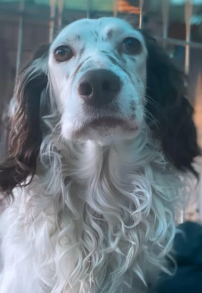 Isabel, mix Setter Inglese - Springer di 3 anni cerca casa! | Foto 3