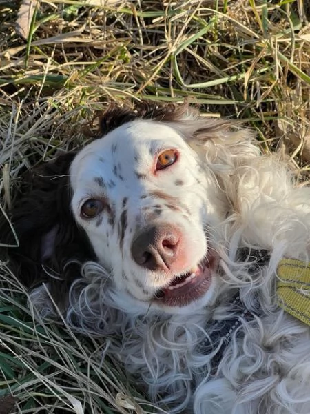 Isabel, mix Setter Inglese - Springer di 3 anni cerca casa! | Foto 2