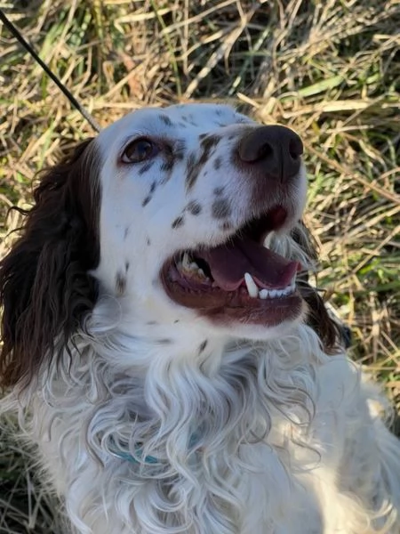 Isabel, mix Setter Inglese - Springer di 3 anni cerca casa! | Foto 0