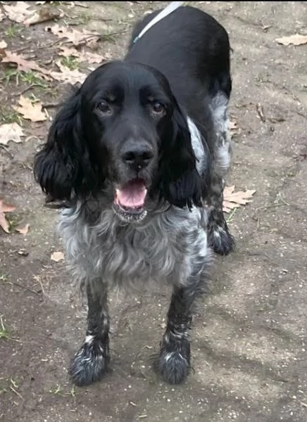 Niki, setter di 12 anni, cerca casa! | Foto 2