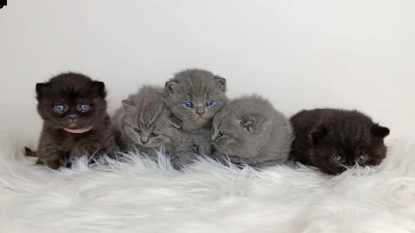  british shorthair exotic pagamento rateizzabile 