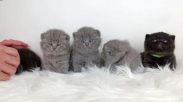  british shorthair exotic pagamento rateizzabile 3