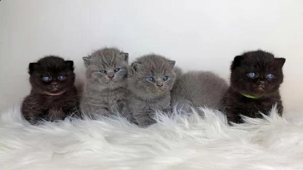  british shorthair exotic pagamento rateizzabile d