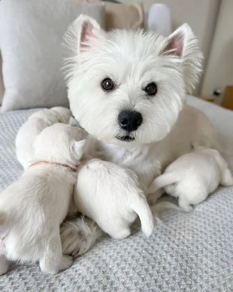 regalo taglia piccola maschio e femmina maltese