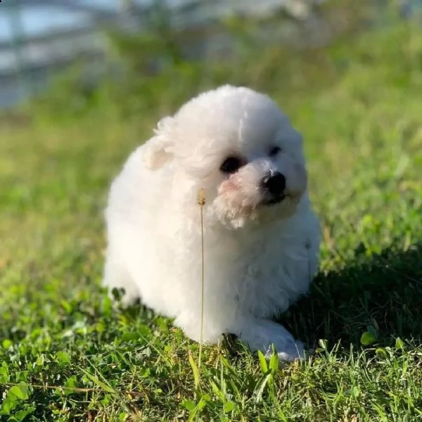 cuccioli maltesi maschi e femmine sani per régalo, 