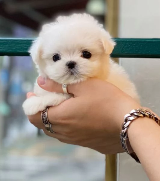 regalo toy maschi cuccioli maltesi in adozione