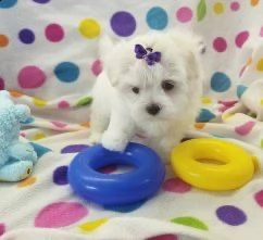 regalo cuccioli di razza maltese in adozione