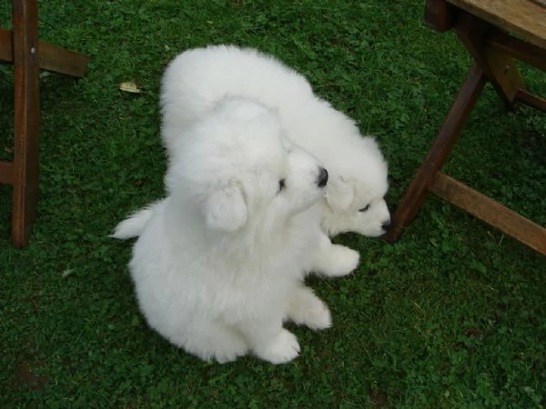 adorabili cuccioli di samoiedo eccezionali ***